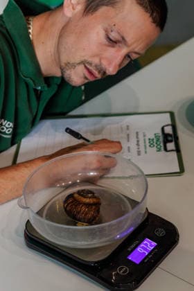 Annual weigh-in records animals™ vital statistics at ZSL London Zoo, London, UK. ZSL London Zoo, UK. 24th August 2026. Vietnamese giant magnolia snails are weighed by ZSL London Zoo Keeper, Jamie, at the annual weigh in. The weigh-in is an opportunity for keepers at ZSL London Zoo to ensure the information they™ve recorded is up-to-date and accurate, to enable them to monitor each animals health. Each measurement is then added to the Zoological Information Management System (ZIMS), a database shared with zoos all over the world that helps zookeepers to compare important information on thousands of endangered species., Credit:Photo by Amanda Rose Amanda Rose Avalon United Kingdom, London, ZSL London Zoo  Copyright: xPhotoxbyxAmandaxRosex xAmandaxRosex xAvalonx 1128185255