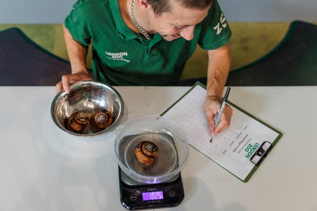 Annual weigh-in records animals™ vital statistics at ZSL London Zoo, London, UK. ZSL London Zoo, UK. 24th August 2026. Vietnamese giant magnolia snails are weighed by ZSL London Zoo Keeper, Jamie, at the annual weigh in. The weigh-in is an opportunity for keepers at ZSL London Zoo to ensure the information they™ve recorded is up-to-date and accurate, to enable them to monitor each animals health. Each measurement is then added to the Zoological Information Management System (ZIMS), a database shared with zoos all over the world that helps zookeepers to compare important information on thousands of endangered species., Credit:Photo by Amanda Rose Amanda Rose Avalon United Kingdom, London, ZSL London Zoo  Copyright: xPhotoxbyxAmandaxRosex xAmandaxRosex xAvalonx 1128185265