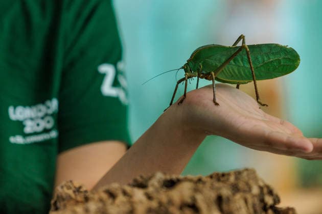 Annual weigh-in records animals™ vital statistics at ZSL London Zoo, London, UK. ZSL London Zoo, UK. 24th August 2026. A critically endangered Giant Hooded Katydid is weighed by ZSL London Zoo Keeper, Zeynah, at the annual weigh in. The weigh-in is an opportunity for keepers at ZSL London Zoo to make sure the information they™ve recorded is up-to-date and accurate, to enable them to monitor each animals health. Each measurement is then added to the Zoological Information Management System (ZIMS), a database shared with zoos all over the world that helps zookeepers to compare important information on thousands of endangered species., Credit:Photo by Amanda Rose Amanda Rose Avalon United Kingdom, London, ZSL London Zoo  Copyright: xPhotoxbyxAmandaxRosex xAmandaxRosex xAvalonx 1128185275