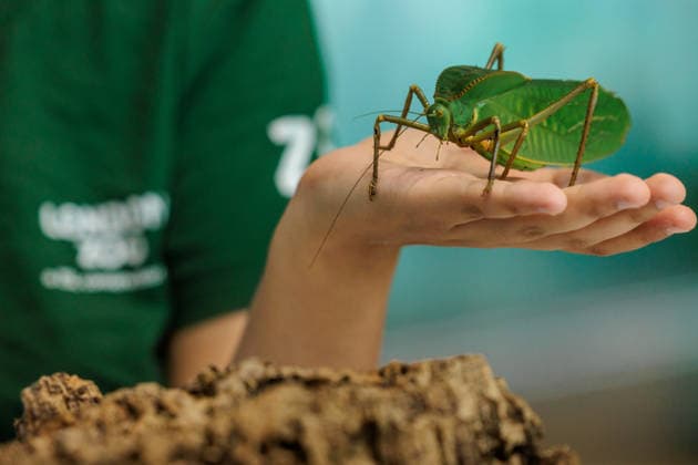 Annual weigh-in records animals™ vital statistics at ZSL London Zoo, London, UK. ZSL London Zoo, UK. 24th August 2026. A critically endangered Giant Hooded Katydid is weighed by ZSL London Zoo Keeper, Zeynah, at the annual weigh in. The weigh-in is an opportunity for keepers at ZSL London Zoo to make sure the information they™ve recorded is up-to-date and accurate, to enable them to monitor each animals health. Each measurement is then added to the Zoological Information Management System (ZIMS), a database shared with zoos all over the world that helps zookeepers to compare important information on thousands of endangered species., Credit:Photo by Amanda Rose Amanda Rose Avalon United Kingdom, London, ZSL London Zoo  Copyright: xPhotoxbyxAmandaxRosex xAmandaxRosex xAvalonx 1128185278