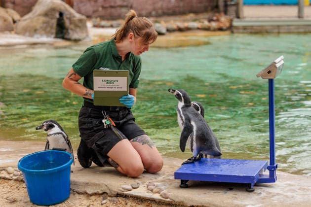 Annual weigh-in records animals™ vital statistics at ZSL London Zoo, London, UK. ZSL London Zoo, UK. 24th August 2026. Humboldt Penguins are tempted onto the scales by ZSL London Zoo Keeper at the annual weigh in. The weigh-in is an opportunity for keepers at ZSL London Zoo to ensure the information they™ve recorded is up-to-date and accurate, to enable them to monitor each animals health. Each measurement is then added to the Zoological Information Management System (ZIMS), a database shared with zoos all over the world that helps zookeepers to compare important information on thousands of endangered species., Credit:Photo by Amanda Rose Amanda Rose Avalon United Kingdom, London, ZSL London Zoo  Copyright: xPhotoxbyxAmandaxRosex xAmandaxRosex xAvalonx 1128185302