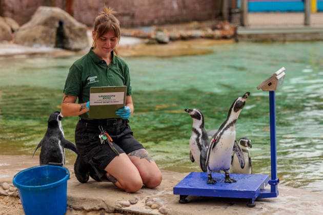 Annual weigh-in records animals™ vital statistics at ZSL London Zoo, London, UK. ZSL London Zoo, UK. 24th August 2026. Humboldt Penguins are tempted onto the scales by ZSL London Zoo Keeper at the annual weigh in. The weigh-in is an opportunity for keepers at ZSL London Zoo to ensure the information they™ve recorded is up-to-date and accurate, to enable them to monitor each animals health. Each measurement is then added to the Zoological Information Management System (ZIMS), a database shared with zoos all over the world that helps zookeepers to compare important information on thousands of endangered species., Credit:Photo by Amanda Rose Amanda Rose Avalon United Kingdom, London, ZSL London Zoo  Copyright: xPhotoxbyxAmandaxRosex xAmandaxRosex xAvalonx 1128185307