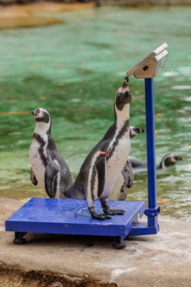 Annual weigh-in records animals™ vital statistics at ZSL London Zoo, London, UK. ZSL London Zoo, UK. 24th August 2026. Humboldt Penguin checks out it s weight at ZSL London Zoos annual weigh in. The weigh-in is an opportunity for keepers at ZSL London Zoo to ensure the information they™ve recorded is up-to-date and accurate, to enable them to monitor each animals health. Each measurement is then added to the Zoological Information Management System (ZIMS), a database shared with zoos all over the world that helps zookeepers to compare important information on thousands of endangered species., Credit:Photo by Amanda Rose Amanda Rose Avalon United Kingdom, London, ZSL London Zoo  Copyright: xPhotoxbyxAmandaxRosex xAmandaxRosex xAvalonx 1128185310