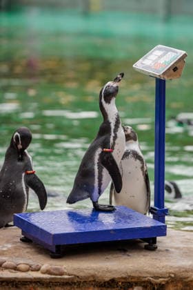 Annual weigh-in records animals™ vital statistics at ZSL London Zoo, London, UK. ZSL London Zoo, UK. 24th August 2026. Humboldt Penguin checks out it s weight at ZSL London Zoos annual weigh in. The weigh-in is an opportunity for keepers at ZSL London Zoo to ensure the information they™ve recorded is up-to-date and accurate, to enable them to monitor each animals health. Each measurement is then added to the Zoological Information Management System (ZIMS), a database shared with zoos all over the world that helps zookeepers to compare important information on thousands of endangered species., Credit:Photo by Amanda Rose Amanda Rose Avalon United Kingdom, London, ZSL London Zoo  Copyright: xPhotoxbyxAmandaxRosex xAmandaxRosex xAvalonx 1128185319