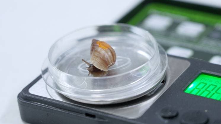 London Zoo records animals™ health statistics at annual weigh in A fingernail-sized partula snail is weighed at London Zoo 2026 London Zoo™s animals hopped on the scales this morning (Monday 24 August 2026) as the conservation Zoo hosted its annual weigh-in. London Zoo™s animals are weighed and measured on a regular basis as a way of continually monitoring their health, development and even identifying pregnancies. Each measurement is added to the Zoological Information Management System (ZIMS) on Species360, a database shared with animal carers and conservationists all over the world that helps them compare important information on thousands of endangered species. The weigh-in provides an opportunity to ensure the information re  Copyright: xZSLxLondonxZoox xB66x xAvalonx 1128198514
