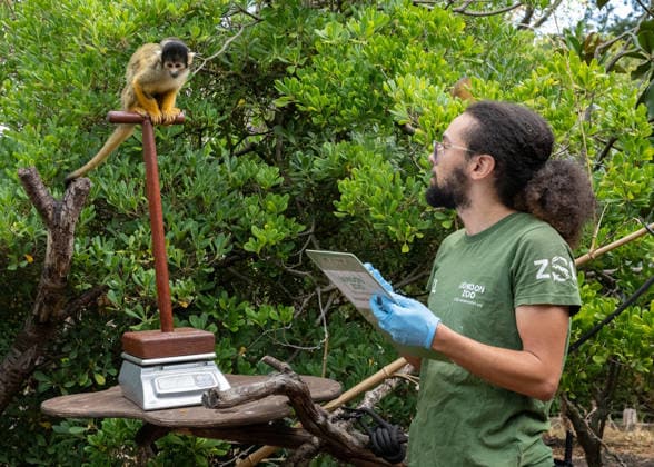 Bolivian black-capped squirrel monkeys during the Annual Weigh-In at ZSL London Zoo in London, England. UK. Monday 24th August 2026 Copyright: xJamesxWarrenx ANNUAL WEIGH-IN AT ZSL LONDON ZOO1