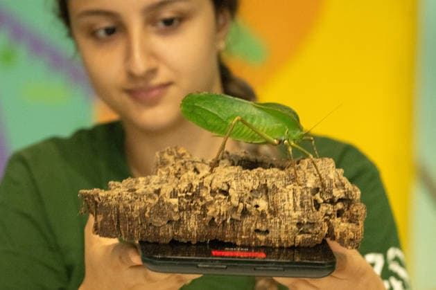 Katydid during the Annual Weigh-In at ZSL London Zoo in London, England. UK. Monday 24th August 2026 Copyright: xJamesxWarrenx ANNUAL WEIGH-IN AT ZSL LONDON ZOO12