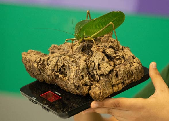 Katydid during the Annual Weigh-In at ZSL London Zoo in London, England. UK. Monday 24th August 2026 Copyright: xJamesxWarrenx ANNUAL WEIGH-IN AT ZSL LONDON ZOO18