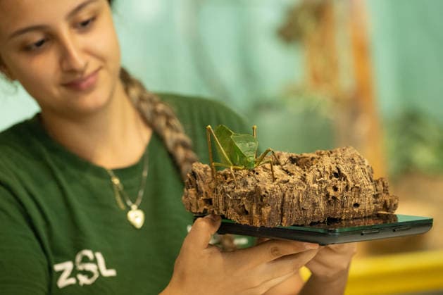 Katydid during the Annual Weigh-In at ZSL London Zoo in London, England. UK. Monday 24th August 2026 Copyright: xJamesxWarrenx ANNUAL WEIGH-IN AT ZSL LONDON ZOO21