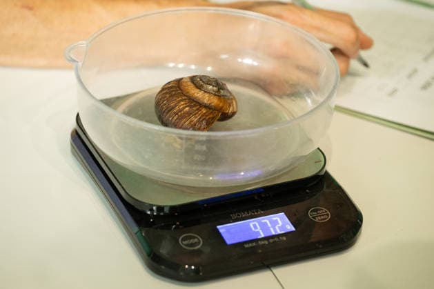 Vietnamese magnolia snail during the Annual Weigh-In at ZSL London Zoo in London, England. UK. Monday 24th August 2026 Copyright: xJamesxWarrenx ANNUAL WEIGH-IN AT ZSL LONDON ZOO23