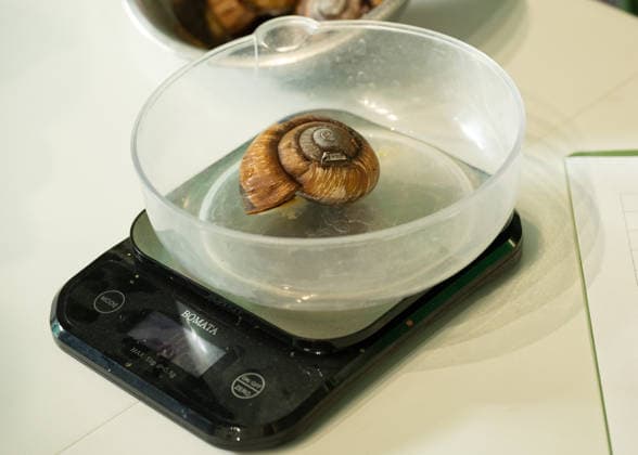 Vietnamese magnolia snail during the Annual Weigh-In at ZSL London Zoo in London, England. UK. Monday 24th August 2026 Copyright: xJamesxWarrenx ANNUAL WEIGH-IN AT ZSL LONDON ZOO26