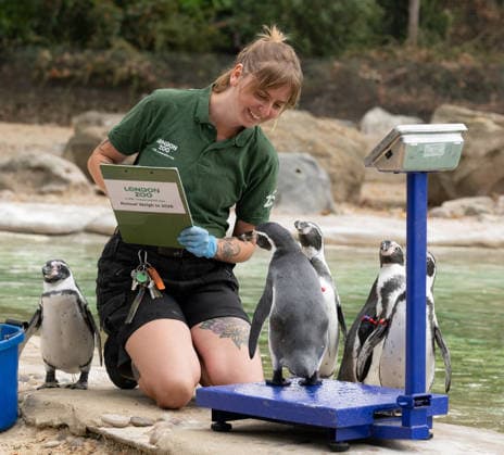 Humboldt Penguins during the Annual Weigh-In at ZSL London Zoo in London, England. UK. Monday 24th August 2026 Copyright: xJamesxWarrenx ANNUAL WEIGH-IN AT ZSL LONDON ZOO32