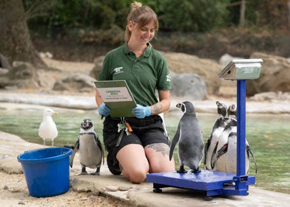 Humboldt Penguins during the Annual Weigh-In at ZSL London Zoo in London, England. UK. Monday 24th August 2026 Copyright: xJamesxWarrenx ANNUAL WEIGH-IN AT ZSL LONDON ZOO33