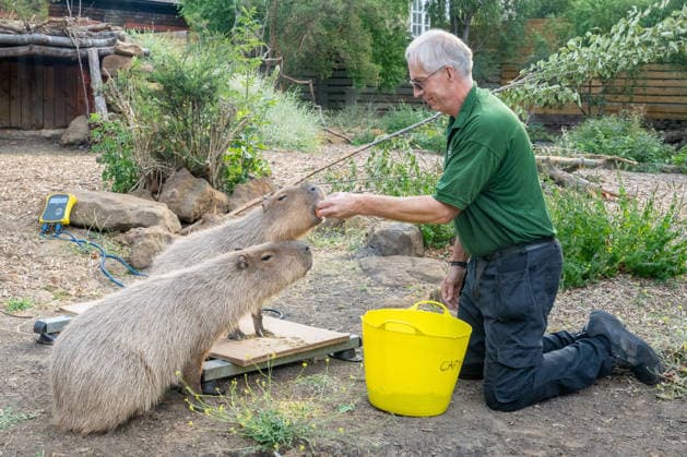 Capybara during the Annual Weigh-In at ZSL London Zoo in London, England. UK. Monday 24th August 2026 Copyright: xJamesxWarrenx ANNUAL WEIGH-IN AT ZSL LONDON ZOO37