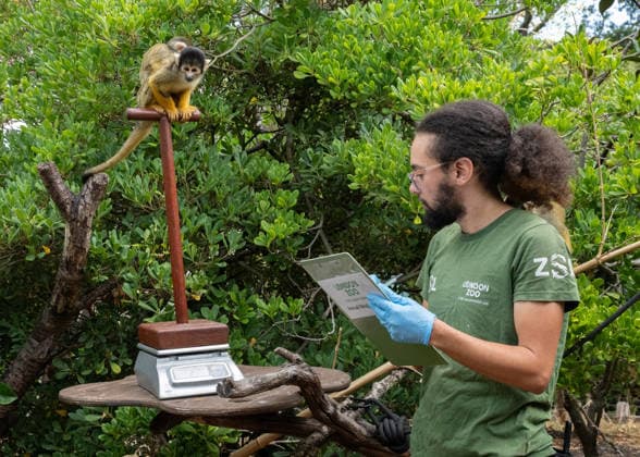 Bolivian black-capped squirrel monkeys during the Annual Weigh-In at ZSL London Zoo in London, England. UK. Monday 24th August 2026 Copyright: xJamesxWarrenx ANNUAL WEIGH-IN AT ZSL LONDON ZOO5