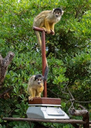 Bolivian black-capped squirrel monkeys during the Annual Weigh-In at ZSL London Zoo in London, England. UK. Monday 24th August 2026 Copyright: xJamesxWarrenx ANNUAL WEIGH-IN AT ZSL LONDON ZOO6
