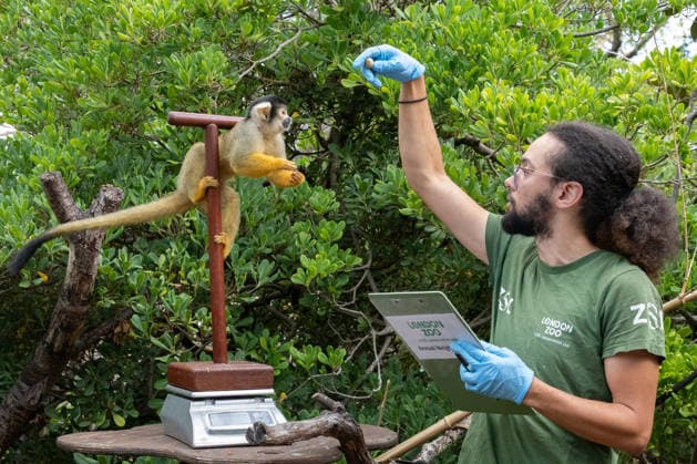 Bolivian black-capped squirrel monkeys during the Annual Weigh-In at ZSL London Zoo in London, England. UK. Monday 24th August 2026 Copyright: xJamesxWarrenx ANNUAL WEIGH-IN AT ZSL LONDON ZOO7