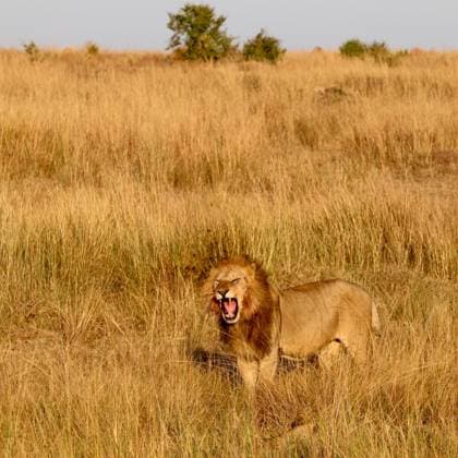 Ein Löwe brüllt in der afrikanischen Savanne Male lion with open mouth standing in dry grass on an African safari (License=RF) Copyright: xZoonar.com MichaelxPiepgrasx 25440019