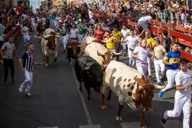 August 25, 2026, Madrid, Spain: Several runners run through a street during the first bull run of the San Sebastian de los Reyes festivities..First bull run of the San Sebastian de los Reyes festivities, a town located north of Madrid, with bulls from the Hermanos Tardeu ranch. The San Sebastian de los Reyes festivities, also known as the Sanse Festival or Little Pamplona, are celebrated in honor of the Holy Christ of the Remedies and take place every year during the last week of August. Madrid Spain - ZUMAs197 20260825_aaa_s197_007 Copyright: xDavidxCanalesx
