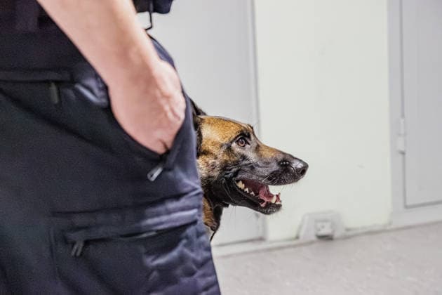 25.08.2026. Köln. Hundeführer mit Diensthund Evi bei einer Haftraumkontrolle in der JVA Köln Ossendorf. Abläufe und Maßnahmen zum Auffinden von Betäubungsmitteln und Mobiltelefonen. Köln Justizvollzugsanstalt Köln-Ossendorf Nordrhein-Westfalen Deutschland *** August 25, 2026, Cologne: A K-9 handler with her service dog, Evi, conducting a cell search at the Cologne Ossendorf Correctional Facility. Procedures and measures for detecting narcotics and cell phones. Cologne, Cologne Ossendorf Correctional Facility, North Rhine-Westphalia, Germany