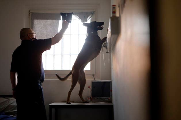 Ein Spürhund durchsucht eine Zelle der JVA Köln Ossendorf im Zellentrakt auf verbotene Gegenstände. Justizminister Limbach hat sich in der Justizvollzugsanstalt Köln Ossendorf informiert, mit welchen Abläufen und Maßnahmen Drogen und Mobiltelefone hinter Gittern sichergestellt werden. (Themenbild, Symbolbild) Köln, 25.08.2026 NRW Deutschland *** A sniffer dog searches a cell in the cell block at the Cologne Ossendorf Correctional Facility for prohibited items. Minister of Justice Limbach visited the Cologne Ossendorf Correctional Facility to learn about the procedures and measures used to seize drugs and cell phones behind bars. Featured image, stock photo: Cologne, August 25, 2026, North Rhine-Westphalia, Germany Copyright: xChristophxHardtx
