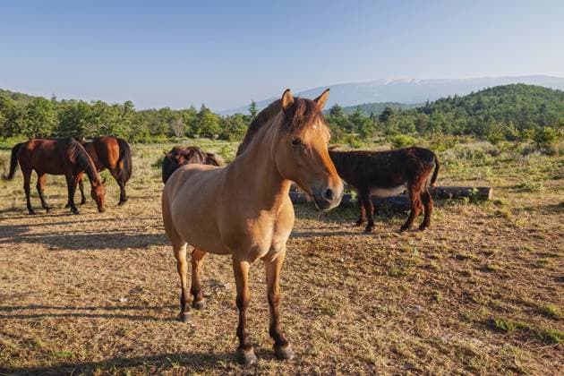 Pferde und Esel auf einer Wiese, Provence, Frankreich Horses and donkeys in a meadow, Provence, France Copyright: imageBROKER AnnaReinert ibxann18525086.jpg