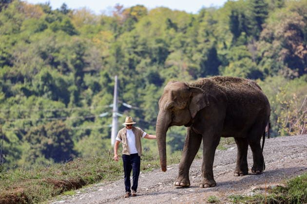 RUSSIA, SOCHI - AUGUST 26, 2026: An Indian elephant in Elephant Park in the Adler District. Dmitry Feoktistov TASS  96664267