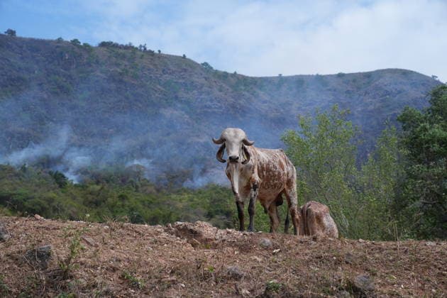 Wildfire in Colombia s Coello COELLO, COLOMBIA - AUGUST 26: Animals are seen as volunteers and firefighters work to contain a wildfire in Coello, Tolima department, Colombia, on August 26, 2026. Several municipalities across Tolima are facing wildfires fueled by dry conditions, high temperatures and strong winds, with emergency crews working to contain the flames and protect rural communities. Juancho Torres Anadolu Coello Colombia. Editorial use only. Please get in touch for any other usage.  Copyright: x2026xAnadoluxJuanchoxTorresx