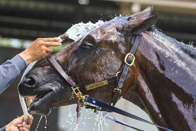 August 26, 2026, Tampa, Florida, USA: Show jumping horse Guadiano gets a cool soak from Adeline Martinez, of Tampa, between events during the opening day of the Southeast Medal Finals on Wednesday, Aug. 26, 2026, at the Bob Thomas Equestrian Center in Tampa. Tampa USA  - ZUMAs70_ 20260826_zan_s70_031 Copyright: xDouglasxR.xCliffordx
