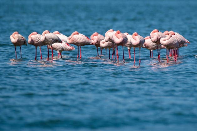(260827) -- NAKURU, Aug. 27, 2026 -- Flamingos are pictured at Lake Elementaita in the Great Rift Valley, Nakuru County, Kenya, Aug. 26, 2026. The Great Rift Valley, a major geographical feature stretching across eastern Africa, is home to numerous lakes. In Kenya, the Kenya Lake System in the Great Rift Valley, comprising Lake Bogoria, Lake Nakuru and Lake Elementaita, was inscribed on the UNESCO World Heritage List in 2011. The lakes are important feeding grounds for flamingos and provide habitats for a wide variety of wildlife, playing a significant role in maintaining local biodiversity and ecological balance. ) KENYA-GREAT RIFT VALLEY-LAKES-SCENERY XiexJianfei 