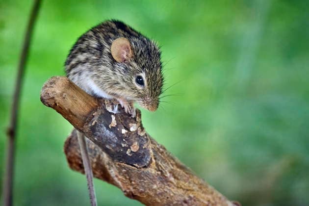 African Striped Grass Mouse (Rhabdomys) African Striped Grass Mouse (Rhabdomys) at the Eisenberg Zoo 20260820MIC0011