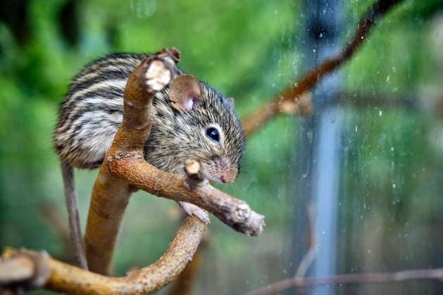 African Striped Grass Mouse (Rhabdomys) African Striped Grass Mouse (Rhabdomys) at the Eisenberg Zoo 20260820MIC0016