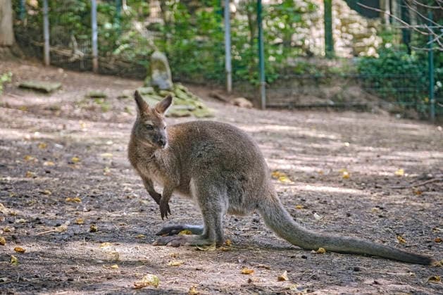 Bennett s Kangaroo (Notamacropus rufogriseus) Bennett s Kangaroo (Notamacropus rufogriseus) at the Eisenberg Zoo 20260820MIC0145