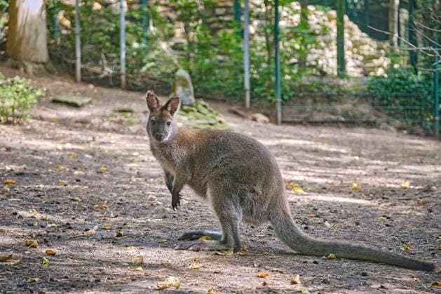 Bennett s Kangaroo (Notamacropus rufogriseus) Bennett s Kangaroo (Notamacropus rufogriseus) at the Eisenberg Zoo 20260820MIC0158