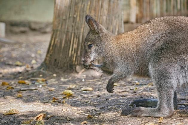 Bennett s Kangaroo (Notamacropus rufogriseus) Bennett s Kangaroo (Notamacropus rufogriseus) at the Eisenberg Zoo 20260820MIC0170