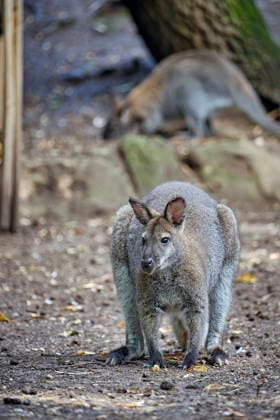 Bennett s Kangaroo (Notamacropus rufogriseus) Bennett s Kangaroos (Notamacropus rufogriseus) at the Eisenberg Zoo 20260820MIC0175