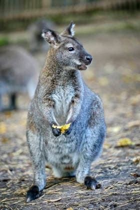 Bennett s Kangaroo (Notamacropus rufogriseus) Bennett s Kangaroo (Notamacropus rufogriseus) at the Eisenberg Zoo 20260820MIC0180