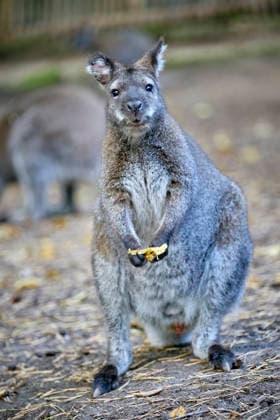 Bennett s Kangaroo (Notamacropus rufogriseus) Bennett s Kangaroo (Notamacropus rufogriseus) at the Eisenberg Zoo 20260820MIC0188