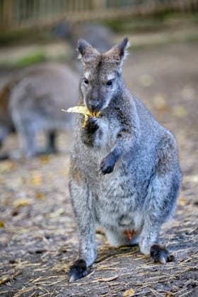 Bennett s Kangaroo (Notamacropus rufogriseus) Bennett s Kangaroo (Notamacropus rufogriseus) at the Eisenberg Zoo 20260820MIC0196
