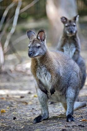 Bennett s Kangaroo (Notamacropus rufogriseus) Bennett s Kangaroos (Notamacropus rufogriseus) at the Eisenberg Zoo 20260820MIC0226