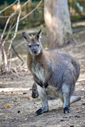 Bennett s Kangaroo (Notamacropus rufogriseus) Bennett s Kangaroo (Notamacropus rufogriseus) at the Eisenberg Zoo 20260820MIC0241