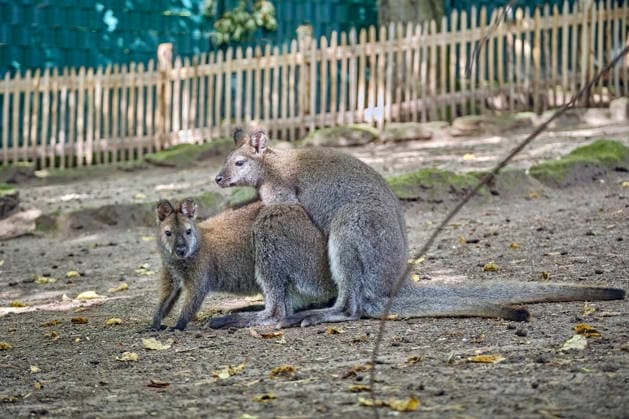 Bennett s Kangaroo (Notamacropus rufogriseus) Bennett s Kangaroos (Notamacropus rufogriseus) at the Eisenberg Zoo 20260820MIC0133