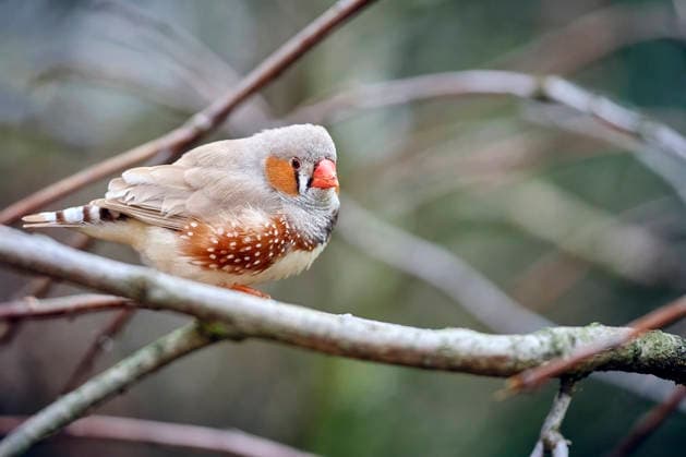 Zebra finch (Taeniopygia castanotisi) Zebra finch (Taeniopygia castanotisi) at the Eisenberg Zoo 20260820MIC0302