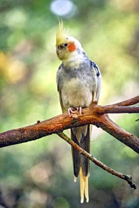 Cockatiel (Nymphicus hollandicus) Cockatiel (Nymphicus hollandicus) at the Eisenberg Zoo 20260820MIC0340
