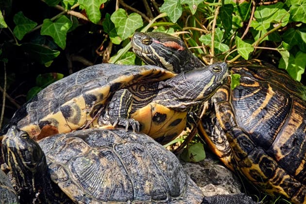 North American Spotted Turtles (Trachemys scripta) North American Spotted Turtles (Trachemys scripta) at the Eisenberg Zoo 20260820MIC0582
