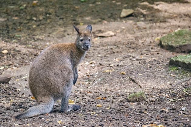 Bennett s Kangaroo (Notamacropus rufogriseus) Bennett s Kangaroo (Notamacropus rufogriseus) at the Eisenberg Zoo 20260820MIC0084