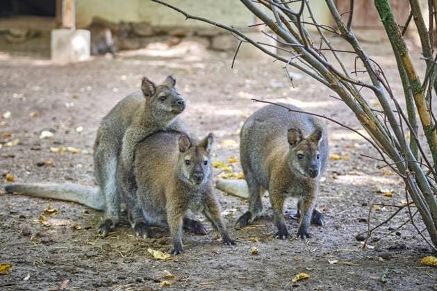 Bennett s Kangaroo (Notamacropus rufogriseus) Bennett s Kangaroos (Notamacropus rufogriseus) at the Eisenberg Zoo 20260820MIC0109