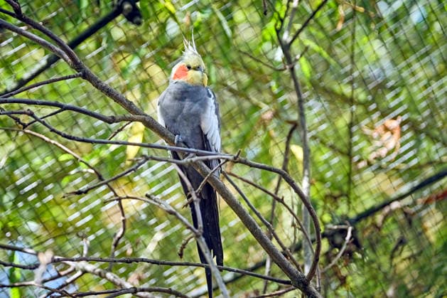 Cockatiel (Nymphicus hollandicus) Cockatiel (Nymphicus hollandicus) at the Eisenberg Zoo 20260820MIC0262