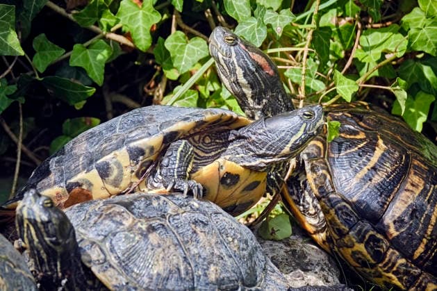 North American Spotted Turtle (Trachemys scripta) North American Spotted Turtles (Trachemys scripta) at the Eisenberg Zoo 20260820MIC0580