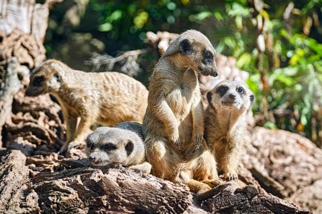 Meerkats (Suricata suricatta) Meerkats (Suricata suricatta) at the Eisenberg Zoo 20260820MIC0361